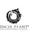 Dacia Plant
